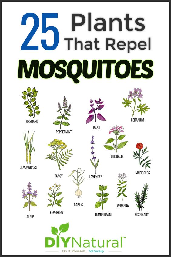 25 Plants That Repel MOSQUITOES Poster - Intercept Inter National