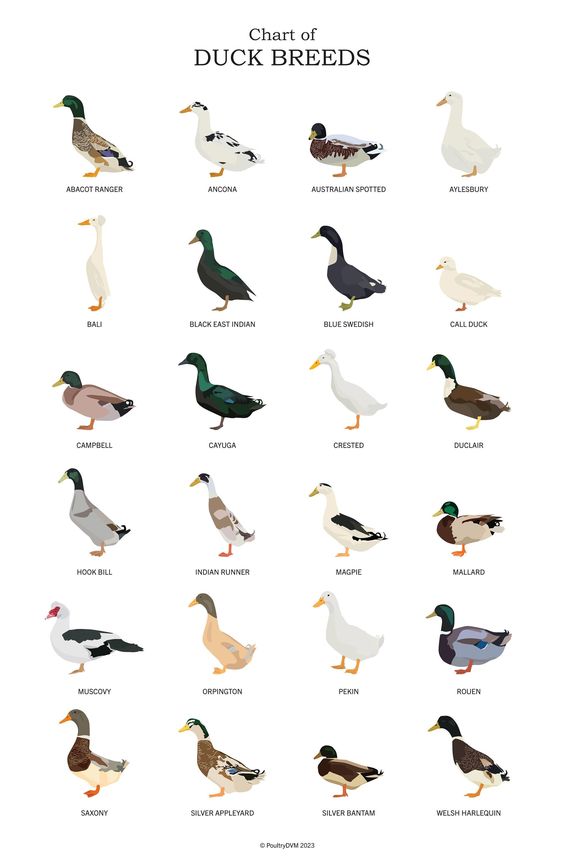 Chart of Duck Breeds Poster - Intercept Inter National